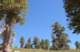 baldy11_small.jpg