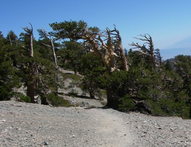 baldy28.jpg