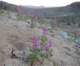 borrego002_small.jpg
