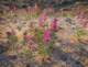 borrego003_small.jpg