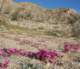 borrego008_small.jpg