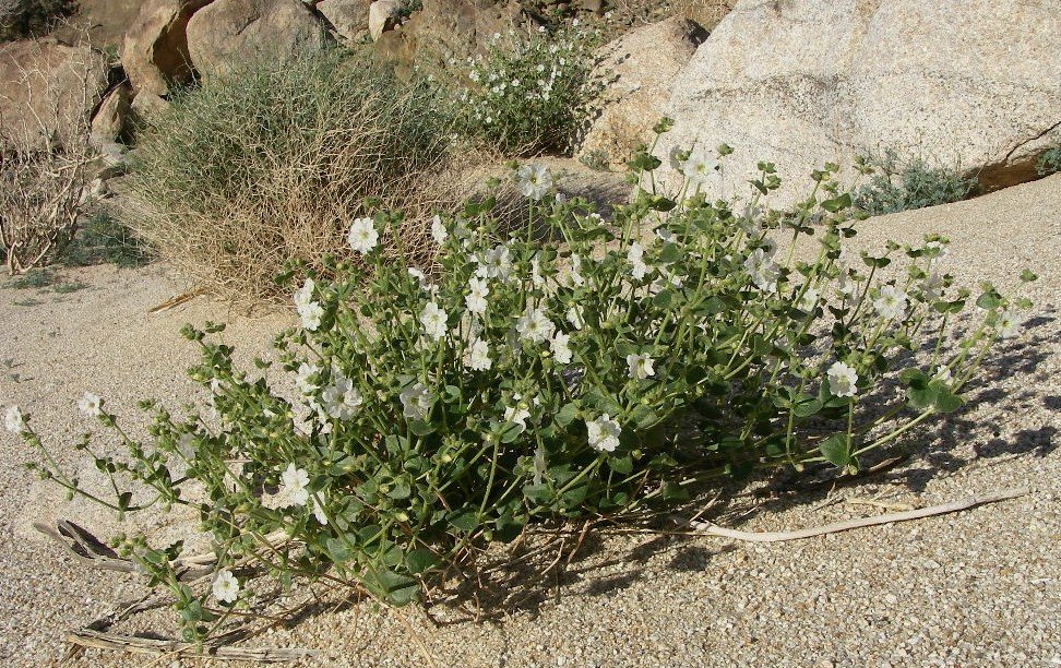 borrego009.jpg