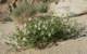 borrego009_small.jpg
