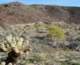 borrego010_small.jpg