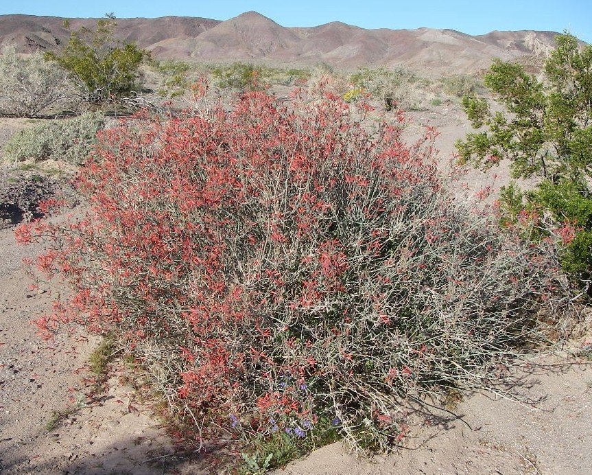 borrego012.jpg