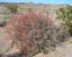 borrego012_small.jpg