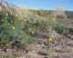 borrego014_small.jpg