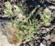 borrego015_small.jpg
