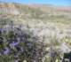 borrego016_small.jpg