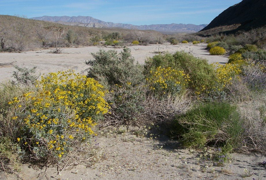 borrego017.jpg
