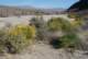 borrego017_small.jpg