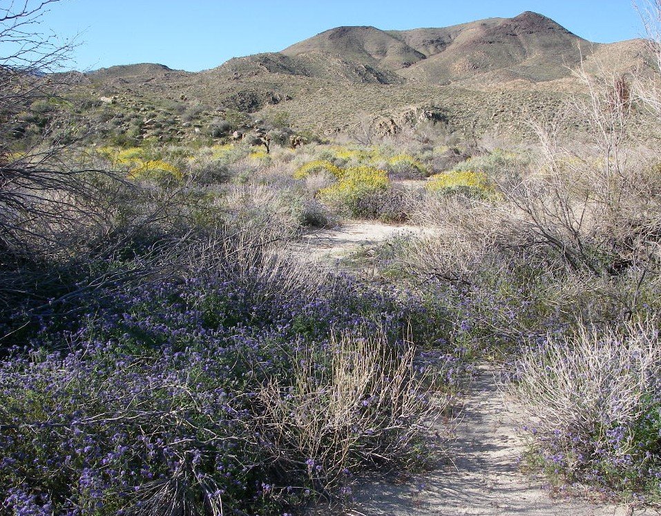 borrego018.jpg