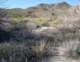borrego018_small.jpg