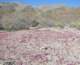 borrego019_small.jpg