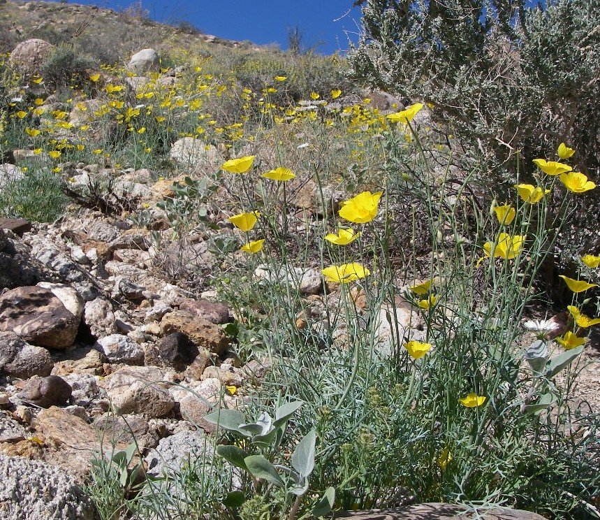 borrego020.jpg
