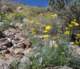 borrego020_small.jpg