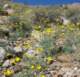 borrego021_small.jpg