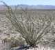 borrego022_small.jpg
