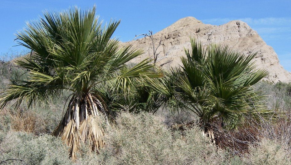 borrego024.jpg