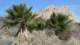 borrego024_small.jpg