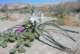 borrego027_small.jpg