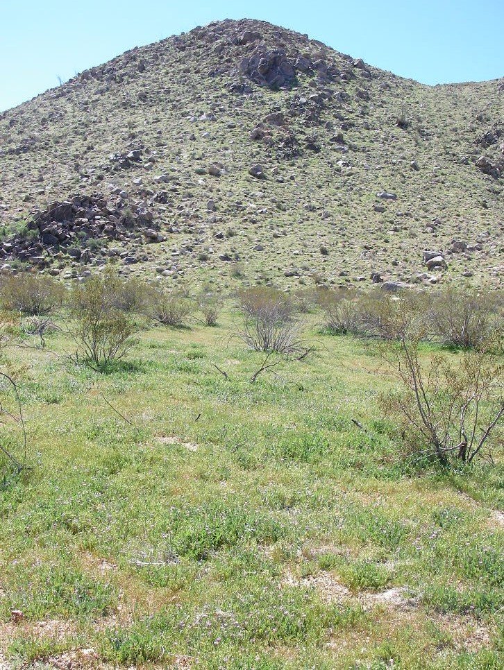 borrego029.jpg