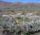 borrego031_small.jpg