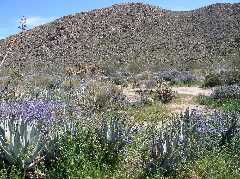borrego032.jpg
