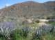 borrego032_small.jpg