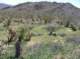 borrego033_small.jpg