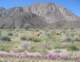 borrego034_small.jpg