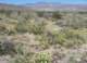 borrego035_small.jpg