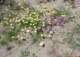 borrego036_small.jpg