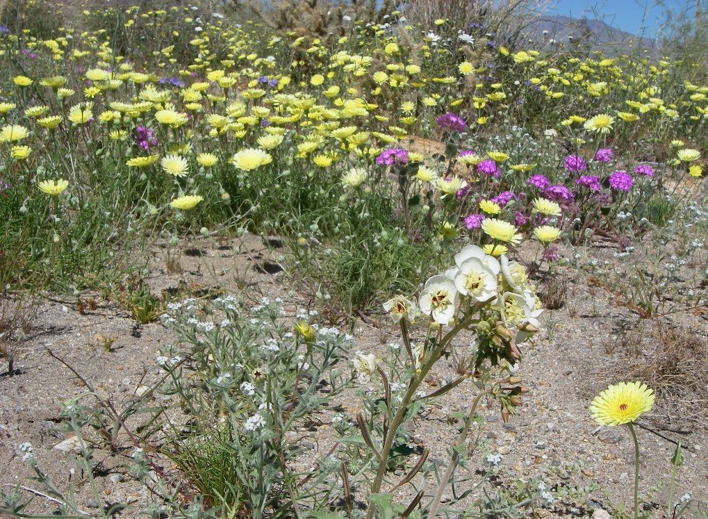 borrego037.jpg