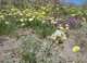 borrego037_small.jpg