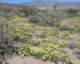 borrego038_small.jpg