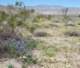 borrego039_small.jpg