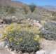 borrego040_small.jpg