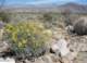 borrego041_small.jpg