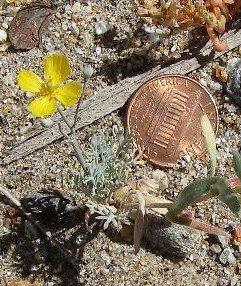 borrego042.jpg