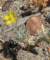 borrego042_small.jpg