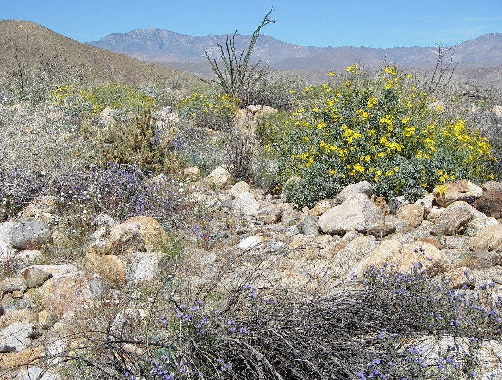 borrego044.jpg