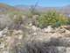 borrego044_small.jpg