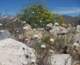 borrego045_small.jpg