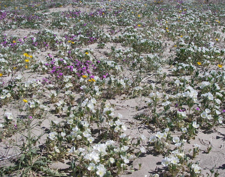 borrego046.jpg