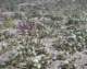 borrego046_small.jpg