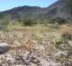 borrego048_small.jpg