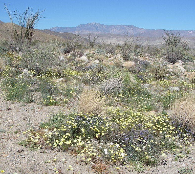 borrego049.jpg