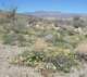 borrego049_small.jpg