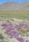borrego051_small.jpg